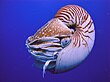 Nautilus belauensis