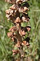 Ginster-Sommerwurz (Orobanche rapum-genistae)