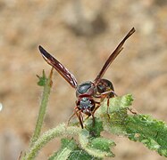 Pareumenes sansibaricus