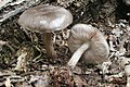 Pluteus cervinus