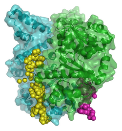 dnaG (E. coli)