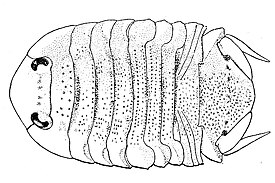 Tecticeps renoculis