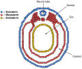 Cross Section of a Vertebrate Embryo in the Neurula Stage