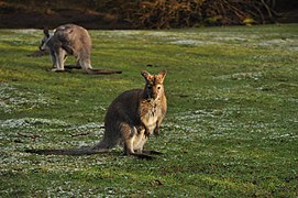 Wallaby