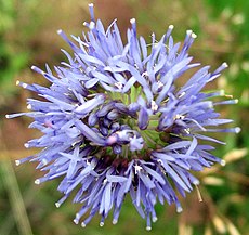 (Jasione montana)