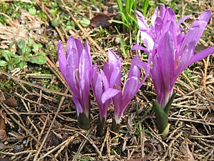 <center>Colchicum bulbocodium</center>