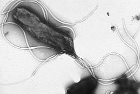 Helicobacter pylori