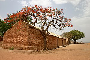 Arbre de feu