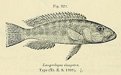 Hoikkaluola-ahven (Lepidiolamprologus elongatus)