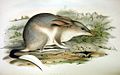 Un bilby (dessin de John Gould, 1863).