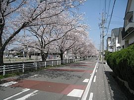 早川の桜並木