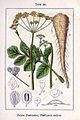 Pastinaca sativa