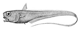 Trachonurus sulcatus