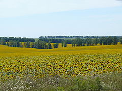 Solsikkeåker i Ukraina (2012).