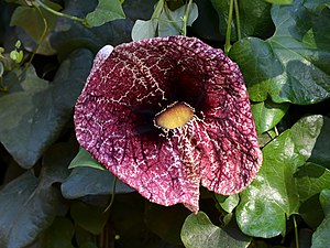 Floro de Aristolochia littoralis malfermiĝonta