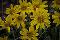 Arnica griscomii subsp. frigida