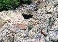 Marmot at Cedar Breaks National Monument