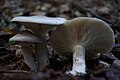 Clitocybe nebularis