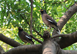 Couple en Inde