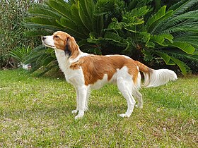 Kooikerhondje