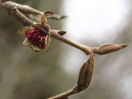 Parrotia persica