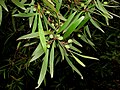 Persoonia silvatica?! (IUCN)