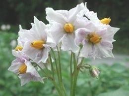 Valgomoji bulvė (Solanum tuberosum), žiedai