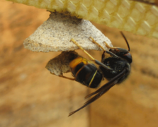 Fondatrice construisant son nid au début du printemps.