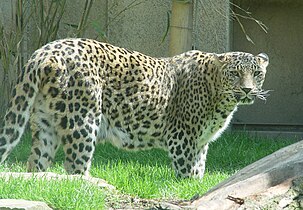 Persischer Leopard (Panthera pardus tulliana)