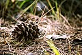 Pomme de pin de pinus latteris