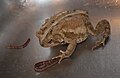 An American toad with a worm