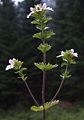 Euphrasia minima subsp. tatrae