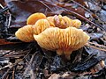 Gymnopilus sapineus