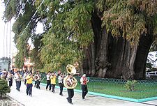 Taxodium mucronatum, "Tulep sach'an", Santa María del Tule llaqtapi, Washaka suyupi, Mishikupi