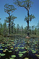 Taxodium ascendens Okefenokio (Okefenokee) pelkynuose.