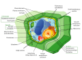 Image 18Structure of a plant cell (from Plant cell)