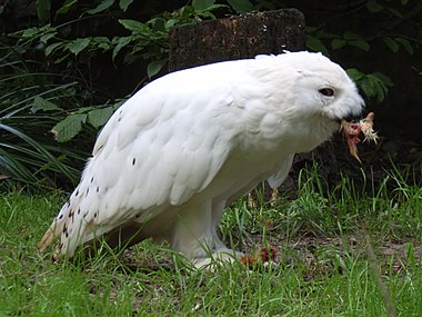 Zoološki vrt Olderdissen (Bielefeld, Njemačka)