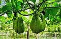 Chayote growing on vines (Vietnam)