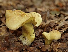 Tricholoma sulphureum