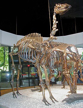 Esqueleto de Camelops hesternus exibido no Museu George C. Page, em Los Angeles