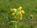 Primula veris