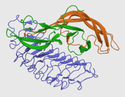 Follikelstimulierendes Hormon, β-Untereinheit