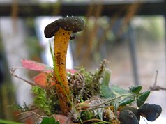 Leotia viscosa