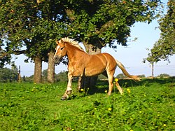 Haflingi ló galoppozik