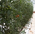 Pokok tomato dalam media pumis.