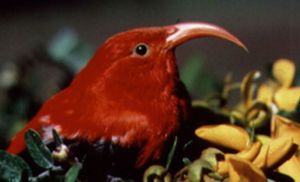 Vestiaria coccinea