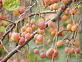 Malus sikkimensis