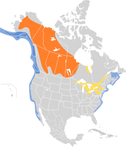 En laranxa: Área de reprodución. En amarelo: Ruta de migración. En azul: Área de invernada.