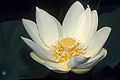 Nelumbo lutea