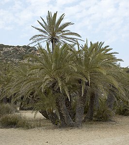 Kretenzische dadelpalm